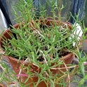Malephora crocea 'Atropurpurea' (2)